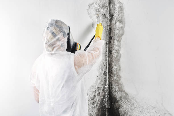 Best Water damage restoration near me  in USA